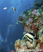 scuba diving aur/dayang island malaysia