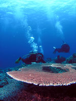 scuba diving malaysia