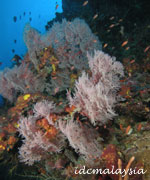 scuba diving kapas island malaysia