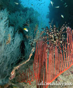 scuba diving lang tengah island malaysia