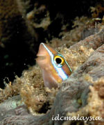 scuba diving semporna island malaysia